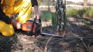 Best Hazardous Tree Removal  in Spring Valley, CA