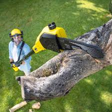 Best Emergency Tree Removal  in Spring Valley, CA