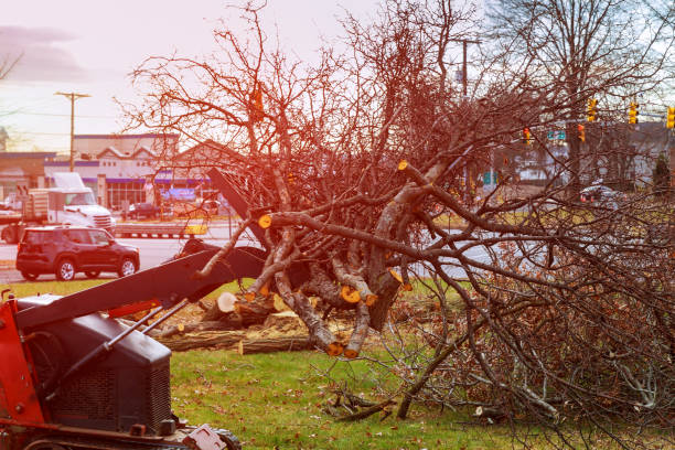 Best Aeration Services  in Spring Valley, CA