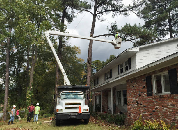 How Our Tree Care Process Works  in  Spring Valley, CA