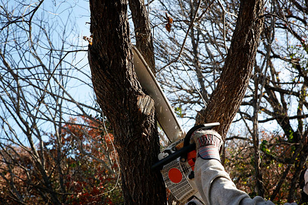 Best Tree Disease Treatment  in Spring Valley, CA
