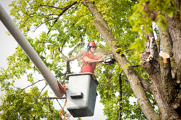 Best Storm Damage Tree Cleanup  in Spring Valley, CA