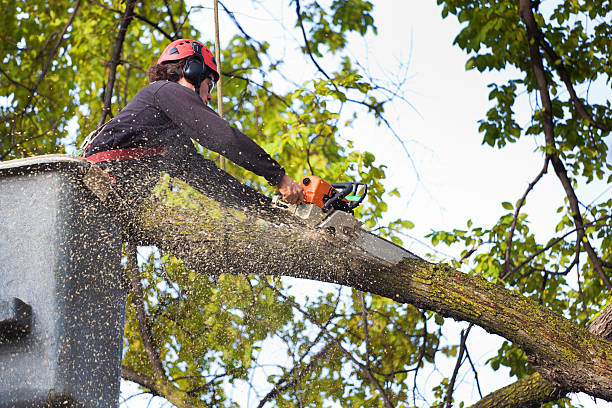 Best Tree Health Inspection  in Spring Valley, CA