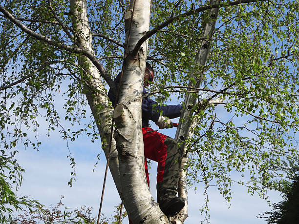 Best Tree Maintenance Programs  in Spring Valley, CA