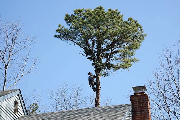 Best Tree Preservation Services  in Spring Valley, CA