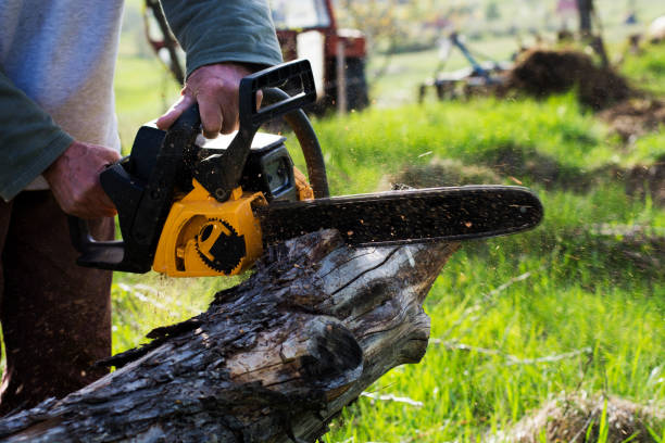 Best Firewood Processing and Delivery  in Spring Valley, CA